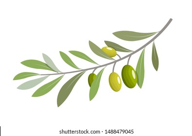 Olive branch tree isolated leaf. Olive food green branch plant illustration.