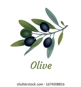 Olive branch tree isolated leaf. Olive food green branch plant illustration.