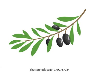 Olive branch tree isolated leaf  Olive food green branch plant illustration