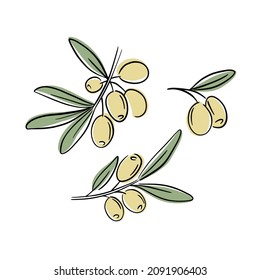 Olive branch tree isolated leaf. Olive food green branch plant illustration.
