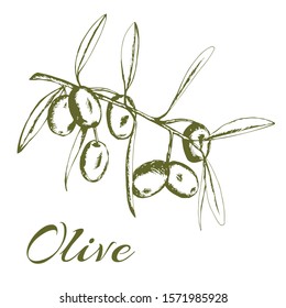 olive branch, olive tree, vector illustration hand-drawn logo olives, sketch