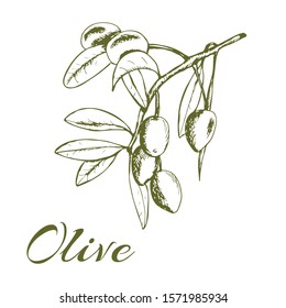 olive branch, olive tree, vector illustration hand-drawn logo olives, sketch