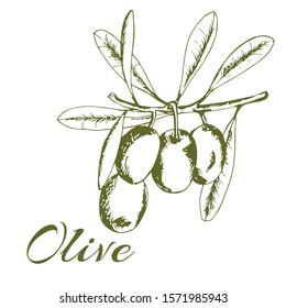 olive branch, olive tree, vector illustration hand-drawn logo olives, sketch