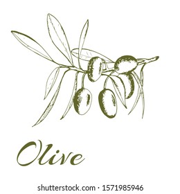olive branch, olive tree, vector illustration hand-drawn logo olives, sketch