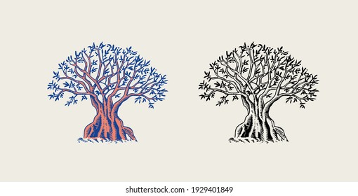 Olive branch of trees. Oil ingredient. Organic vegetarian product. Green plant, twigs and fruits. Engraved hand drawn in old vintage sketch. Vector illustration.