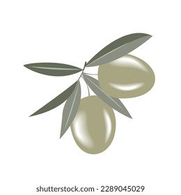 Rama de oliva con dos aceitunas verdes deliciosas, ilustración vectorial aislada en fondo blanco