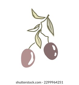 Olive Branch with two fruits and leaves, doodle hand drawn style. Vector isolated Illustration, premium olive oil logo