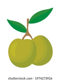 olive branch with two olives