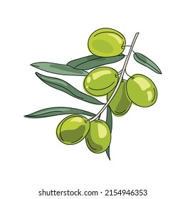 Olive branch vector cartoon illustration isolated on white background.Green olives image.