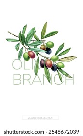 Olive branch. Vector collection. Isolated. Illustration for poster in watercolor