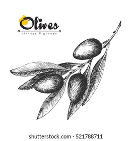 Olive branch vector colorful isolated illustration, sketch hand drawn style, olives, leaves, lettering.