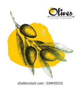 Olive branch vector colorful isolated illustration, sketch hand drawn style with yellow paint spot over white background, olives, leaves, lettering.