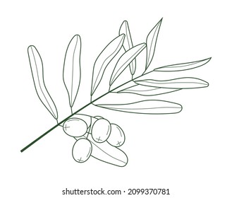 Olive branch vector in doodle, sketch style. Ink, pencil hand drawn olive tree, leaves for wrapper pattern, logo, frame or border. Minimal single line botanic branch and leaf.