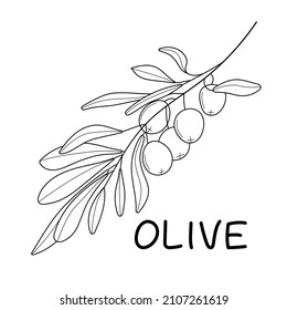 Olive branch vector in doodle, sketch style. Black, minimal single line botanic branch and leaf. Ink, pencil hand drawn olive tree, leaves for wrapper pattern, logo, frame or border. 