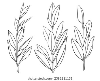 Olive branch. Vector drawing of eucalyptus robusta with leaves. Illustration of jida tree. Botanic hand drawn illustration in line art style.