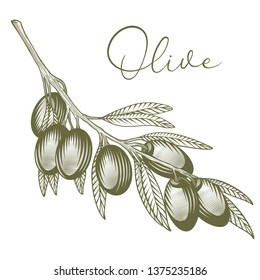 Olive branch. Vector hand drawn illustration of olive branch in engraving technique for labels, logos, posters food menus. Isolated on white. 