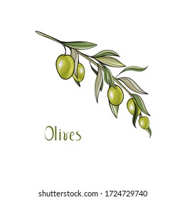 Olive branch. Vector hand drawn illustration of  green olives isolated on white background. Design for oil, health care products, organic natural cosmetics.