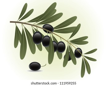 Olive branch vector illustration