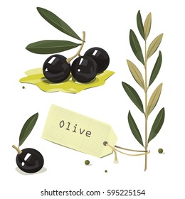Olive branch. Vector illustration.