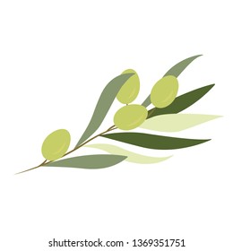 Olive branch vector illustration. Botanical flat style illustration of olive tree leaves and fruits. Isolated on white background.