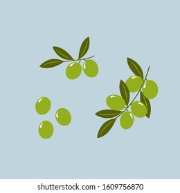Olive branch. Vector illustration of green olive branches isolated on light background 