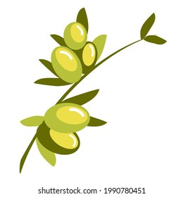 Rama de olivo, ilustración vectorial. Frutas dibujadas a mano con hojas