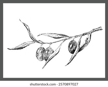 Olive branch vector illustration. Hand drawn olive vectorized in high fidelity.