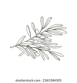 Olive branch. Vector illustration. A hand-drawn textural branch, graphic leaves on a white background.