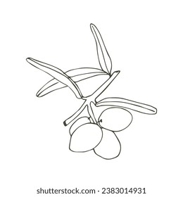 Olive branch with olive. Vector illustration. A hand-drawn textural branch, graphic leaves on a white background