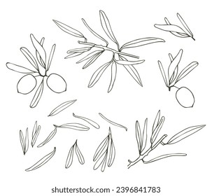 Olive branch. Vector illustration. A hand-drawn textural branch, graphic leaves on a white background.