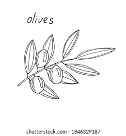 Olive branch, vector illustration, sketch