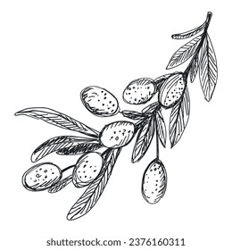 Olive branch vector illustration sketch clipart