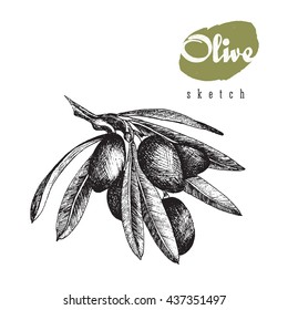 Olive branch vector isolated black sketch illustration with title in hand drawn style, olives, leaves.