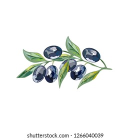 olive branch vector natural