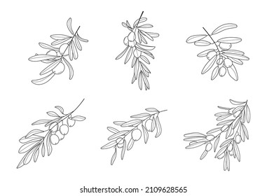 Olive branch vector set in doodle, sketch style. Black, minimal single line botanic branch and leaf. Ink, pencil hand drawn olive tree, leaves for wrapper pattern, logo, frame or border. 