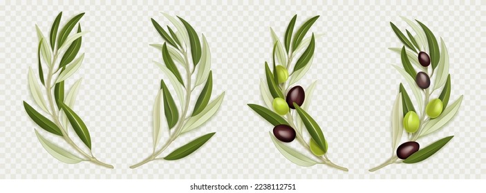 Olive branch wreath with green leaves, black fruits, png set isolated on transparent background. Realistic vector illustration of round design element for organic oil or natural cosmetics package