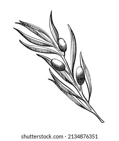 Olive branche, hand-drawn engraving vector illustration isolated on white. Leaves and black fruits in sketch style