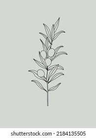 Olive branche, hand-drawn engraving vector illustration isolated. 