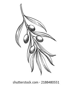 Olive branche, hand-drawn engraving vector illustration isolated on white. Leaves and black fruits in sketch style