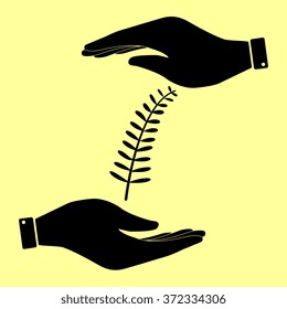 Olive branche sign. Save or protect symbol by hands.