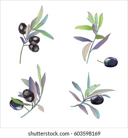 Olive branches with berries. Design for poster, card, invitation, placard, brochure