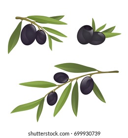 Olive branches with black olives, fully hand drawn vector