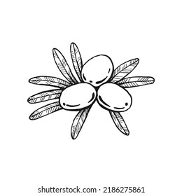 Olive branches. Olive fruits bunch and olive branches with leaves. Hand drawn illustration converted to vector.