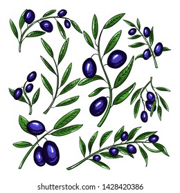Olive branches with fruits color illustrations set