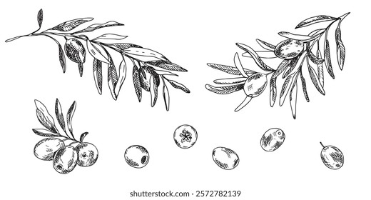 Olive branches and fruits set isolated on background. Hand drawn Line art, Ink graphic illustration. Can be used for menu, logos and products, food packaging design