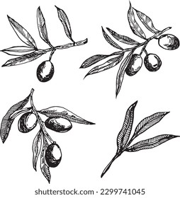 Olive branches graphics vector. Isolated on a white background. Olives hand-drawn in ink , vector graphics. Olive branches set. Monochrome olive branches.