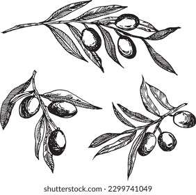 Vector gráfico de ramas de oliva. Aislado sobre un fondo blanco. Aceitunas dibujadas a mano en tinta , gráficos vectoriales. Ramas de oliva puestas. Ramas de oliva monocromas.