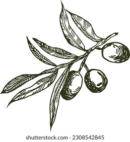 Olive branches graphics vector. Isolated on a white background. Olives hand-drawn, vector graphics. Monochrome olive branches