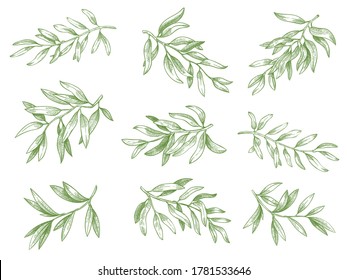 Ramas de oliva. Rama de árbol verde de aceitunas griegas con hojas dibujadas a mano dibujadas ilustraciones de boceto vectorial. Tiras vegetales naturales y orgánicas maduras grabadas aisladas en blanco