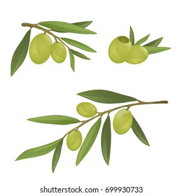 Olive branches with green olives, fully hand drawn vector